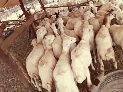 رخال رفيديات 0