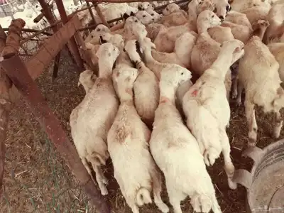 رخال رفيديات 1