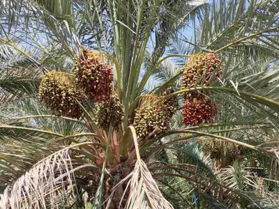 مزرعة للبيع بالمليليح المليليح عجوه وصفاوي 2