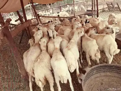 رخال رفيديات 3