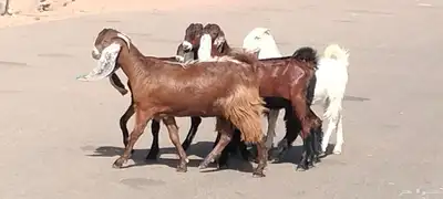 جفار مقاني طيبات الي ياسس مراح العدد 6 6
