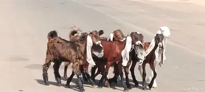 جفار مقاني طيبات الي ياسس مراح العدد 6 4