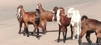 جفار مقاني طيبات الي ياسس مراح العدد 6 1