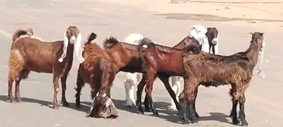 جفار مقاني طيبات الي ياسس مراح العدد 6 3