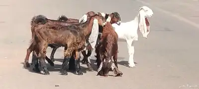 جفار مقاني طيبات الي ياسس مراح العدد 6 5