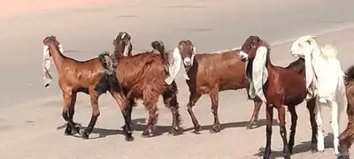 جفار مقاني طيبات الي ياسس مراح العدد 6 2