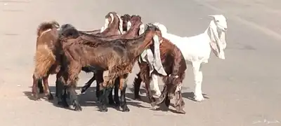 جفار مقاني طيبات الي ياسس مراح العدد 6 7