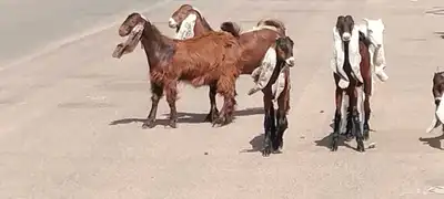 جفار مقاني طيبات الي ياسس مراح العدد 6 0