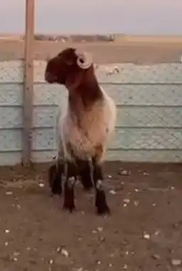 للبيع مشاريع فحول جذعان وثنيان خصم 0
