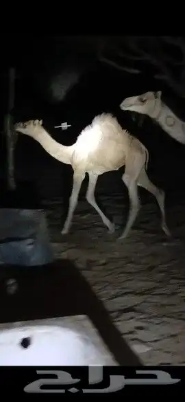 وادي البيضاء 3