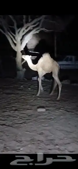 وادي البيضاء 4