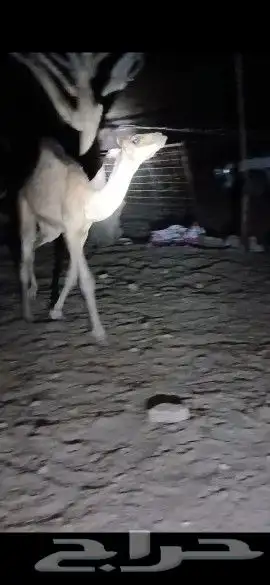 وادي البيضاء 2