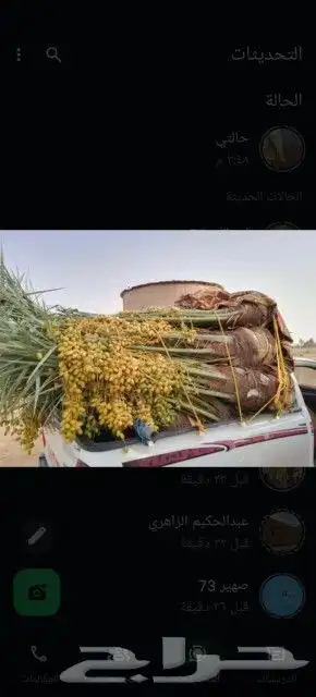 يوجد لدينا جميع انواع النخيل المثمره وجميع المقاسات المختلفة 4