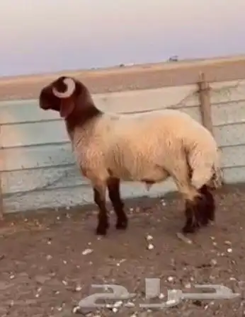 للبيع مشاريع فحول جذعان وثنيان خصم 1