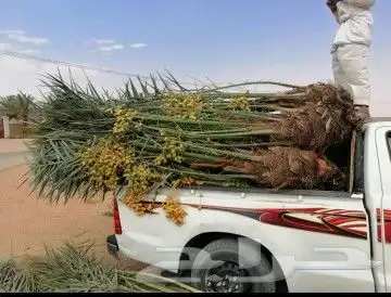 يوجد لدينا جميع انواع النخيل المثمره وجميع المقاسات المختلفة 3