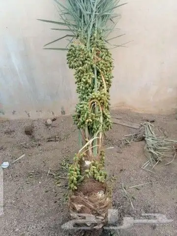 يوجد لدينا جميع انواع النخيل المثمره وجميع المقاسات المختلفة 2