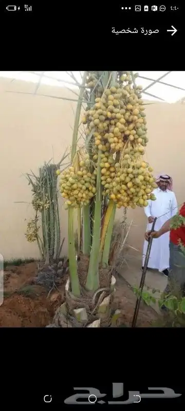 يوجد لدينا جميع انواع النخيل المثمره وجميع المقاسات المختلفة 1