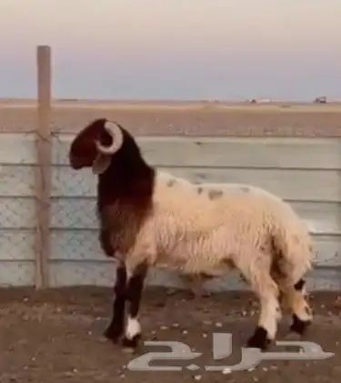 للبيع مشاريع فحول جذعان وثنيان خصم 6