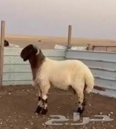 للبيع مشاريع فحول جذعان وثنيان خصم 3