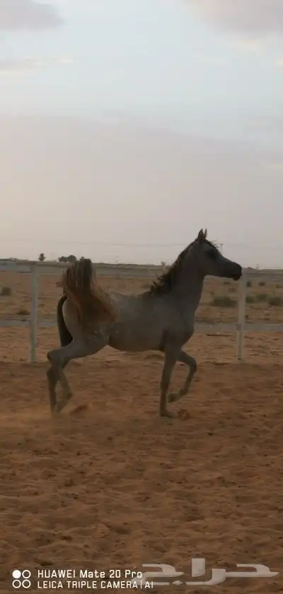 مهره واهو شخره وشوال 2