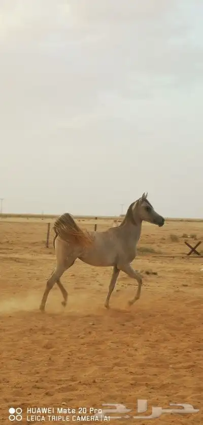 مهره واهو شخره وشوال 0