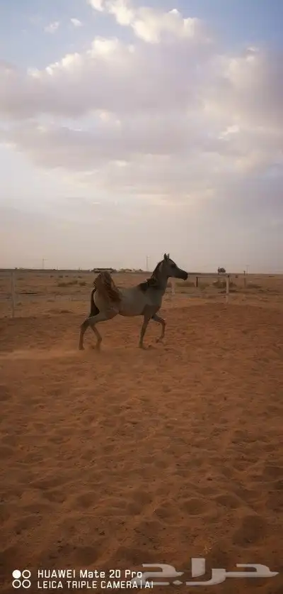 مهره واهو شخره وشوال 1