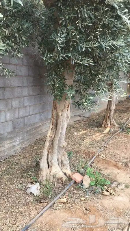 اشجار زبتون معمر مقزم وطويل للبيع 6