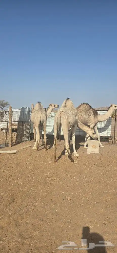 حشو للبيع 1