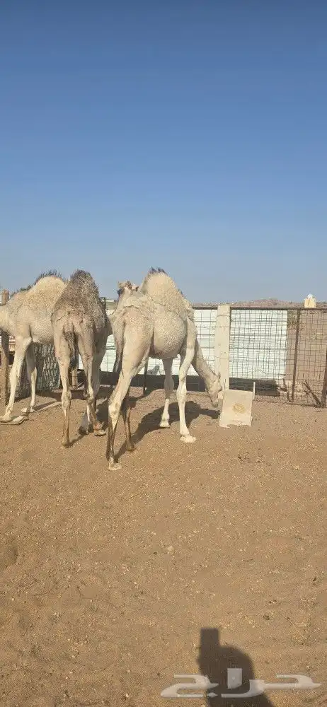 حشو للبيع 2
