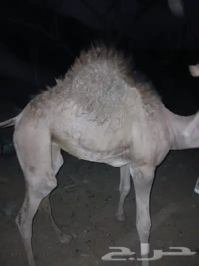 وادي البيضاء 1