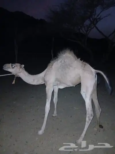 وادي البيضاء 0
