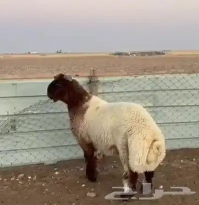 للبيع مشاريع فحول جذعان وثنيان خصم 4