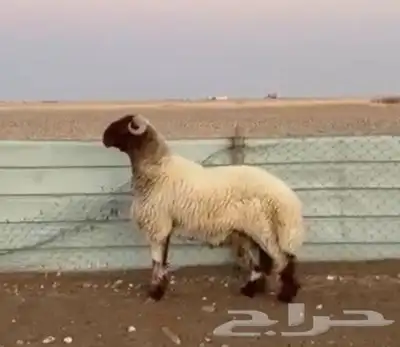 للبيع مشاريع فحول جذعان وثنيان خصم 2