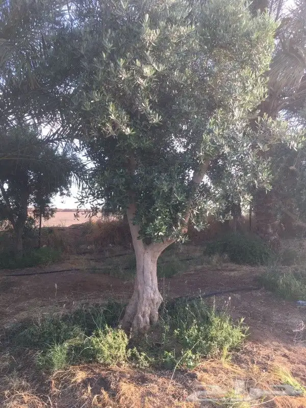 اشجار زبتون معمر مقزم وطويل للبيع 3