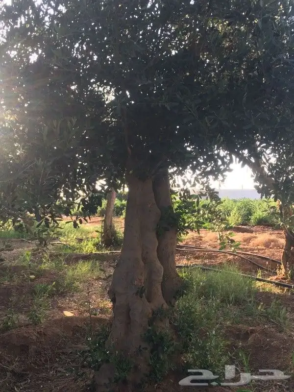 اشجار زبتون معمر مقزم وطويل للبيع 2