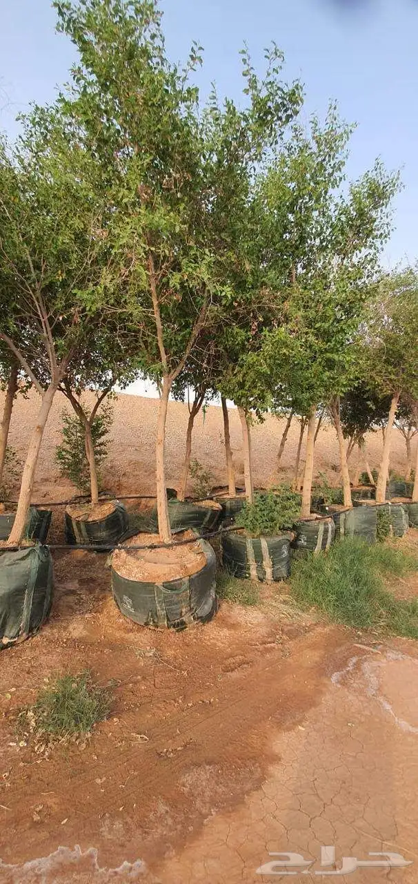 شبوك واشنطن وجميع انواع النخيل 4