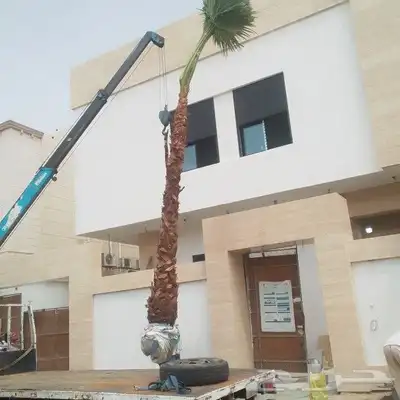 يوجد لدينا جميع انواع النخيل المثمره وجميع المقاسات المختلفة 0