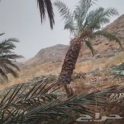 يوجد لدينا جميع انواع النخيل المثمره وجميع المقاسات المختلفة 9