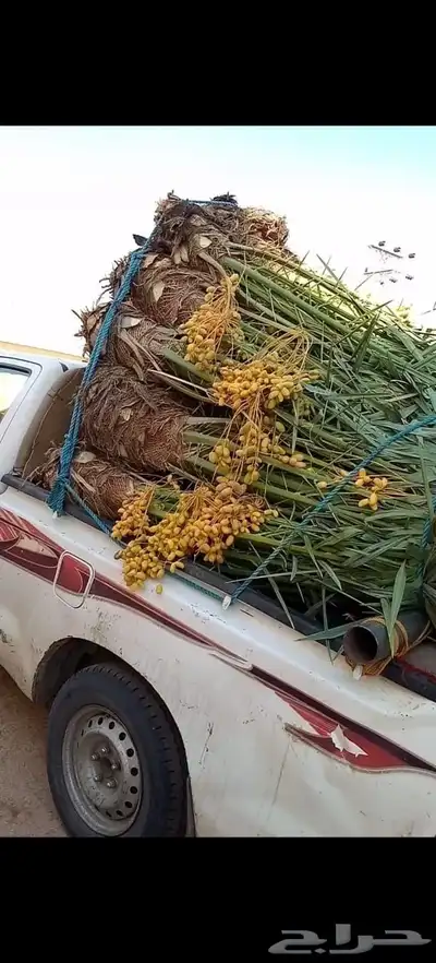 السلام عليكم ورحمه الله وبركاته نخل طيب متواجد في جده مكه 9