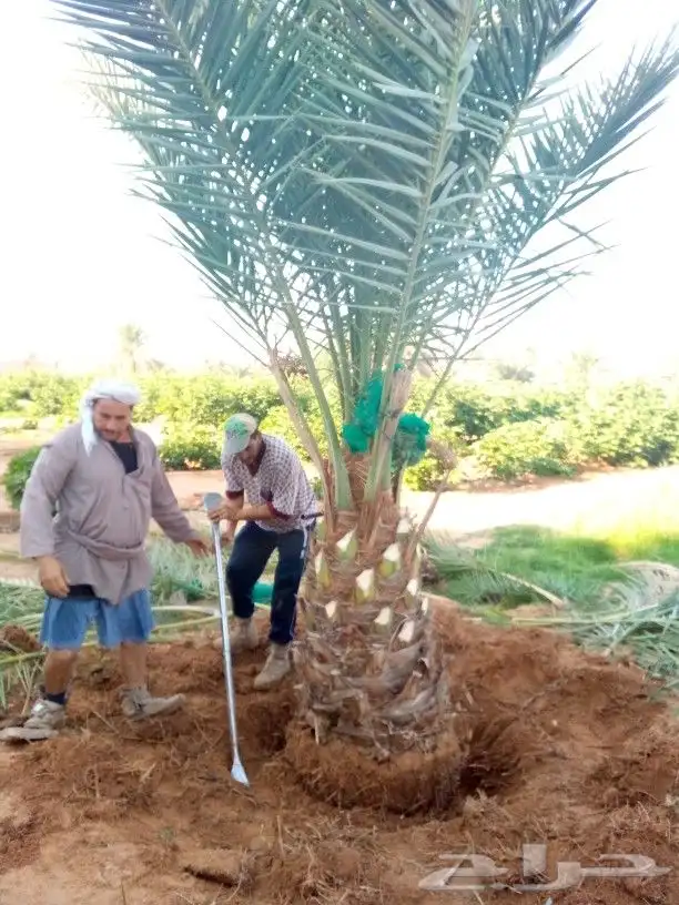 نخل مثمر للبيع نخيل نقايل جثايث اخلاص سكري صقعي هلالي مجدول 1