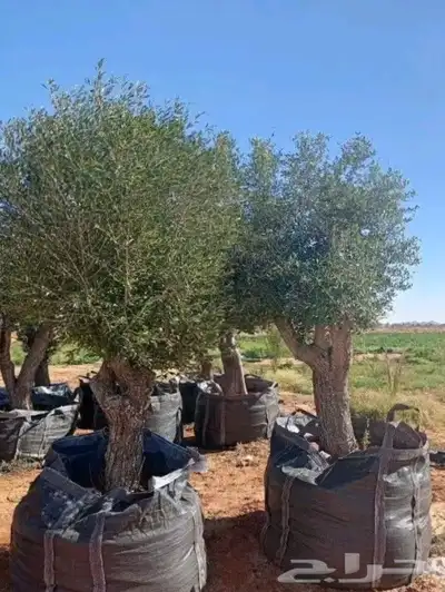 اشجار زيتون معمر بجميع الاحجام 3