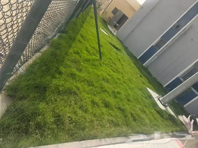 عشب طبيعي وزراعه اشجار 1