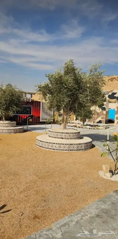 اشجار زيتون معمر بجميع الاحجام 2