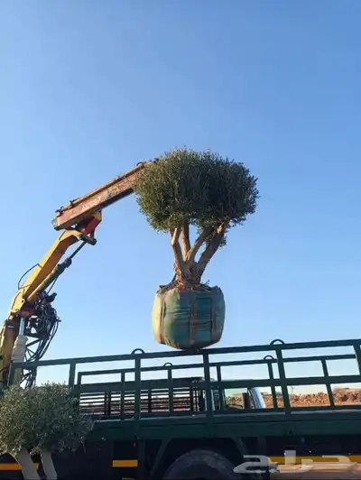 اشجار زيتون معمر بجميع الاحجام 0