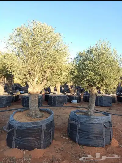 اشجار زيتون معمر بجميع الاحجام 1