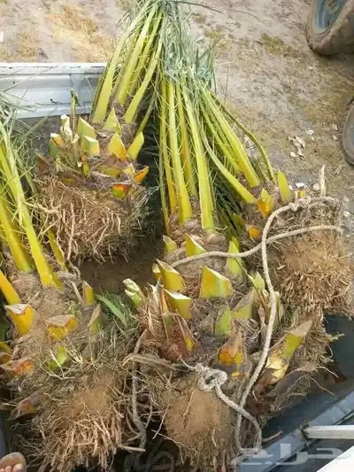 فسايل ونخيل بجميع أنواعها 3