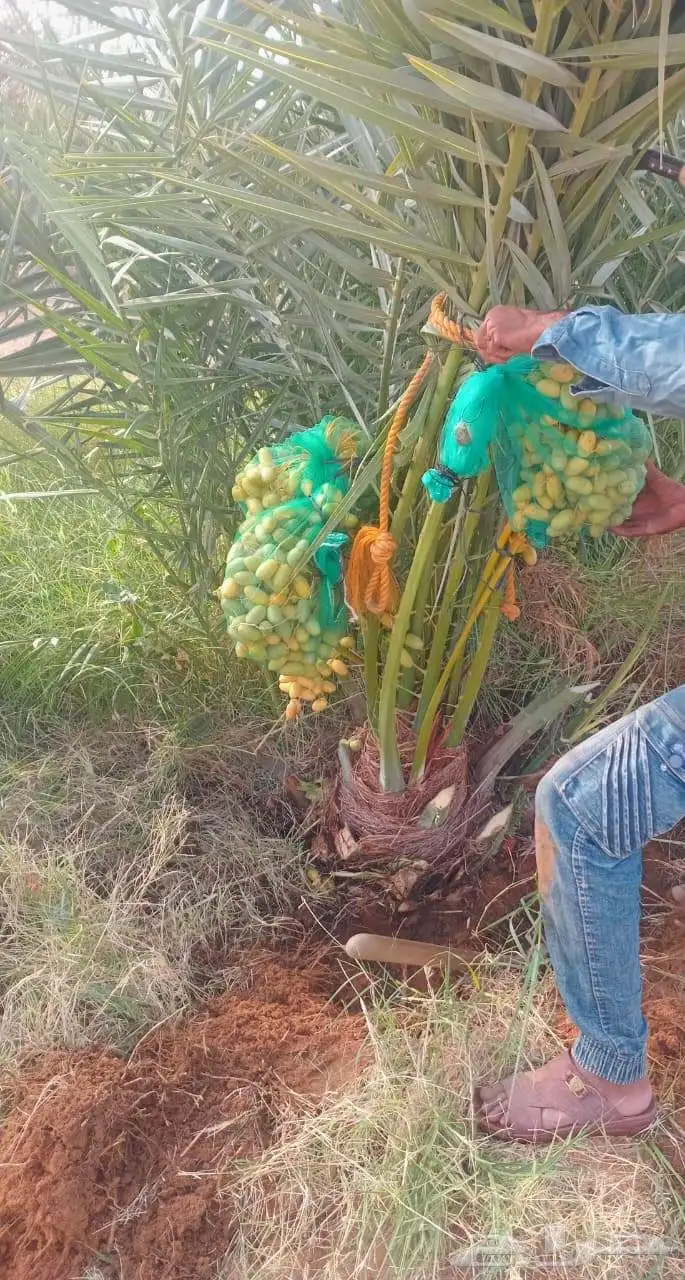 توفر خلاص طيب سكري صقعي مجدول برحي 5