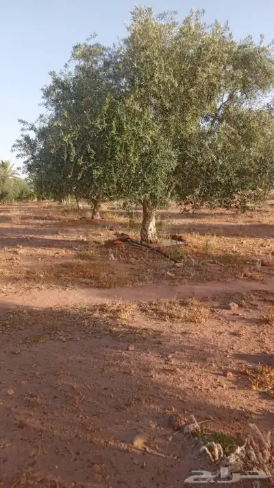 شجر زيتون متفرع 1