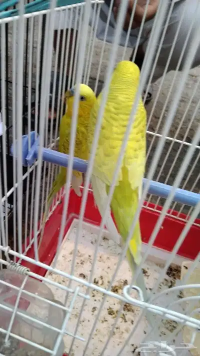 عصفور للبيع 0
