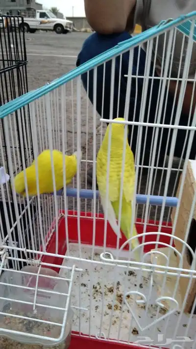عصفور للبيع 1